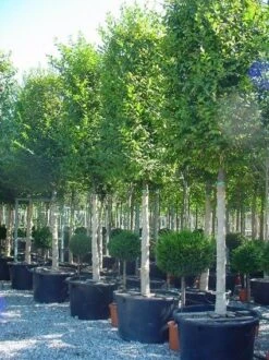 The Original Winkel 15 Haagbeuk Als Blokboom (Carpinus Betulus 'Fastigiata')