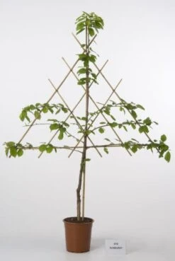 Nieuwkomers -The Original Winkel 20080519135332 1 1