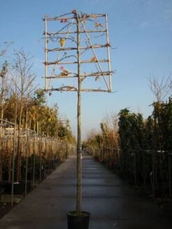 Amberboom Als Leiboom (Liquidambar Styraciflua) -The Original Winkel 20101217124709 7 1