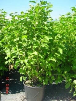 Nieuwkomers -The Original Winkel 20101217150826 9