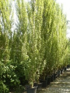 Italiaanse Populier (Populus Nigra 'Italica') 6 Italiaanse Populier (Populus Nigra 'Italica') -The Original Winkel 20101221154434 7