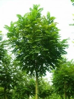 Bolacacia (Robinia Pseudoacacia 'Umbraculifera') -The Original Winkel 20101228120433 24 1