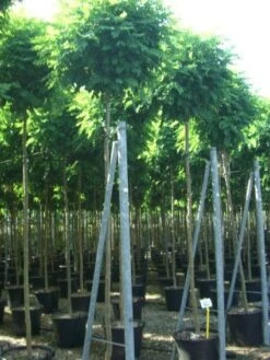 Bolacacia (Robinia Pseudoacacia 'Umbraculifera') -The Original Winkel 20101228120453 24 1