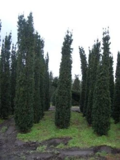 The Original Winkel 11 Zuiltaxus (Taxus Baccata 'Fastigiata Robusta')