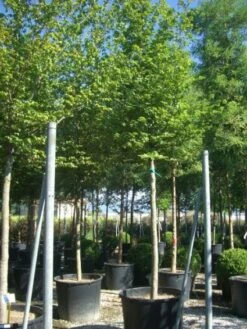 Haagbeuk Als Boom (Carpinus Betulus)