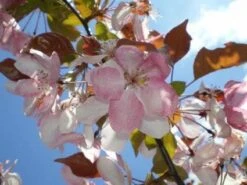 Sierappel Als Leiboom (Malus 'Rudolf') -The Original Winkel 20110201105708 3