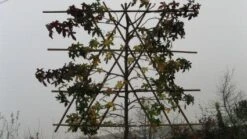 Amberboom Als Leiboom (Liquidambar Styraciflua) -The Original Winkel 20120213103423 7 1