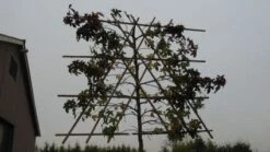 Amberboom Als Leiboom (Liquidambar Styraciflua) -The Original Winkel 20120214133609 7 1