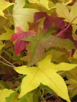 Amberboom Als Leiboom (Liquidambar Styraciflua) -The Original Winkel 20120214133628 7 1