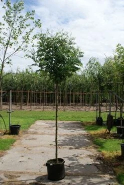 Bolacacia (Robinia Pseudoacacia 'Umbraculifera') -The Original Winkel 20120214153924 24 1