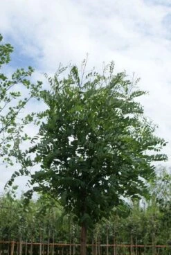 Bolacacia (Robinia Pseudoacacia 'Umbraculifera') -The Original Winkel 20120214154019 24 1