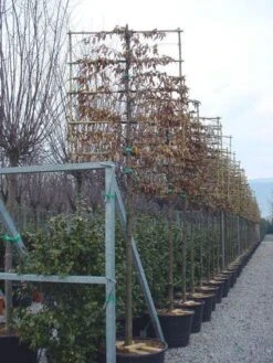 Haagbeuk Als Leiboom (Carpinus Betulus) -The Original Winkel 20120220113915 12