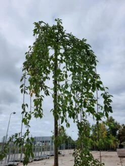Treursierkers (Prunus Subhirtella 'Pendula Rosea') -The Original Winkel 20221003 124006