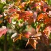Rode Esdoorn (Acer Rubrum 'October Glory') -The Original Winkel acer october glory