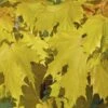 Noorse Esdoorn (Acer Platanoides 'Princeton Gold') -The Original Winkel acer platanoides princeton gold 01