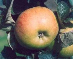 Lei-appel (Malus Domestica 'Bramley Seedling')