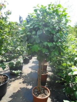 Camelia Op Stam (Camellia Japonica) -The Original Winkel camellia japonica halfstam c35 50 1