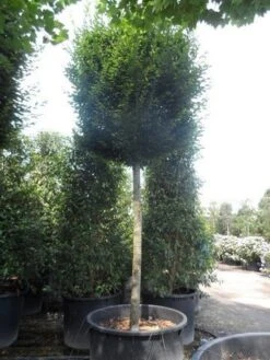 Haagbeuk Als Leiboom (Carpinus Betulus) -The Original Winkel carinus betulus fastigiata 30 40ho c750 leivorm