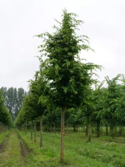 Haagbeuk Als Boom (Carpinus Betulus) -The Original Winkel carpinus betulus s 25 30 1 1