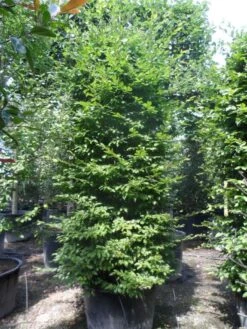 The Original Winkel -The Original Winkel carpinus betulus 225 250 c240 zuil
