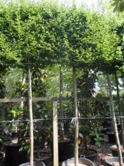 Haagbeuk Als Leiboom (Carpinus Betulus) -The Original Winkel carpinus betulus fastigiata 20 25ho c150 leivorm 1
