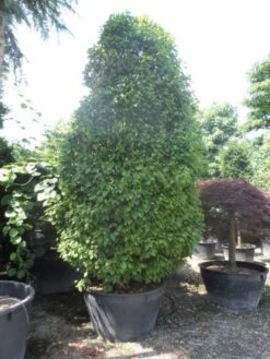 The Original Winkel -The Original Winkel carpinus betulus monumentalis 300 350 c500