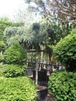Ceder Als Boom (Cedrus Deodara 'Feelin Blue') 7 Ceder Als Boom (Cedrus Deodara 'Feelin Blue') -The Original Winkel cedrus deodara feelin blue 20 25ho 1 1