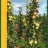 Zuilfruit (Malus Domestica 'Goldcats') -The Original Winkel goldcats 2