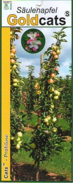 The Original Winkel 5 Zuilfruit (Malus Domestica 'Goldcats')