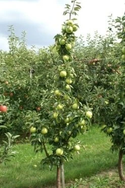 The Original Winkel -The Original Winkel goldcats 2 2