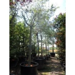 Roze Winterkers (Prunus Subhirtella 'Autumnalis Rosea') -The Original Winkel japanse sierkers prunus subhirtella autumnalis 33511 cb4 1