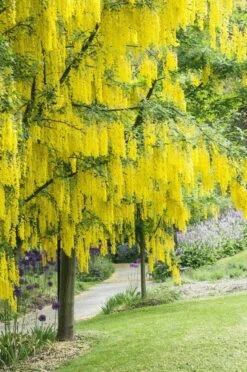 Gouden Regen Als Boom (Laburnum Watereri 'Vossii')
