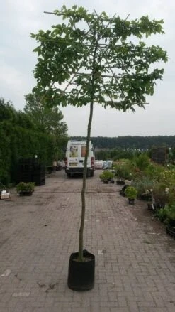 Haagbeuk Als Leiboom (Carpinus Betulus) -The Original Winkel leicarpinus 3