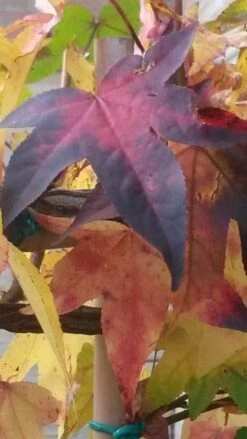 Amberboom Als Leiboom (Liquidambar Styraciflua) -The Original Winkel liquidambar leiboom 2 1 1