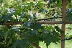 Amberboom Als Leiboom (Liquidambar Styraciflua) -The Original Winkel liquidambar styraciflua 3 1