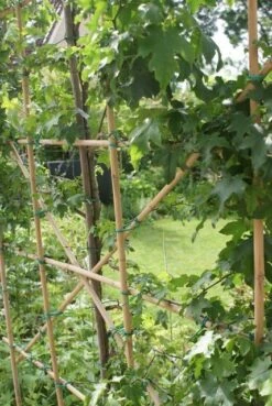 Amberboom Als Leiboom (Liquidambar Styraciflua) -The Original Winkel liquidambar styraciflua 6 1