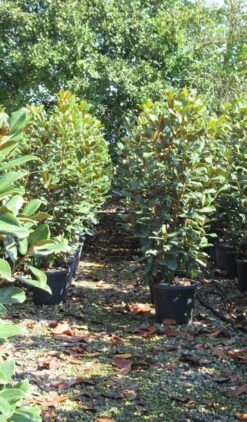 Beverboom (Magnolia Grandiflora 'Goliath') -The Original Winkel magnolia goliath 3