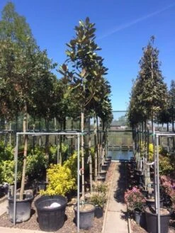 Beverboom (Magnolia Grandiflora 'Gallissoniere') -The Original Winkel magnolia grandiflora 10 12 1