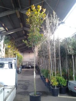 Beverboom (Magnolia Grandiflora 'Gallissoniere') -The Original Winkel magnolia grandiflora 1 1 1