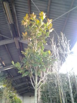 Beverboom (Magnolia Grandiflora 'Gallissoniere') -The Original Winkel magnolia grandiflora 2 1 1