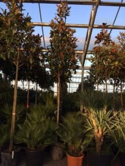 Beverboom (Magnolia Grandiflora 'Gallissoniere') -The Original Winkel magnolia grandiflora gallisoniere 16 18ho cont 1