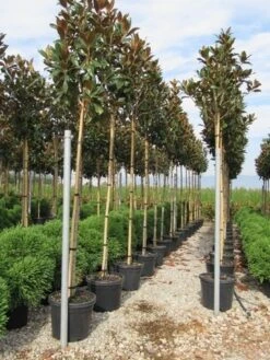 Beverboom (Magnolia Grandiflora 'Gallissoniere') -The Original Winkel magnolia grandiflora gallisoniere 8 10 2 1