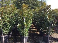 Beverboom (Magnolia Grandiflora 'Goliath') -The Original Winkel magnolia grandiflora goliath