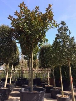 Beverboom (Magnolia Grandiflora 'Gallissoniere') -The Original Winkel magnolia grandiflora hoogstam solitair 1