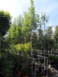 Beverboom (Magnolia Soulangeana Als Boom) 15 Beverboom (Magnolia Soulangeana Als Boom) -The Original Winkel magnolia soulangeana 8 10 12ho cont 1