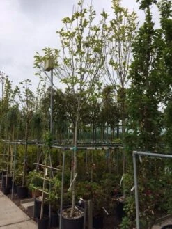 Beverboom (Magnolia Soulangeana Als Boom) 12 Beverboom (Magnolia Soulangeana Als Boom) -The Original Winkel magnolia soulangeana boom 14 16cm 1