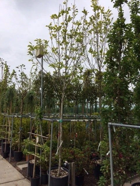 Beverboom (Magnolia Soulangeana Als Boom) 6 Beverboom (Magnolia Soulangeana Als Boom) - Afbeelding 4