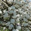 Beverboom (Magnolia Denudata) -The Original Winkel magnoliadenudatav1