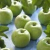 Appelboom (Malus Domestica 'Granny Smith') -The Original Winkel malus domestica granny smith 1 1
