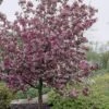 Sierappel (Malus 'Rudolf') -The Original Winkel malus domestica rudolph01 3